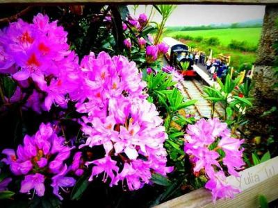 Helston Railway - Return to the 1940's